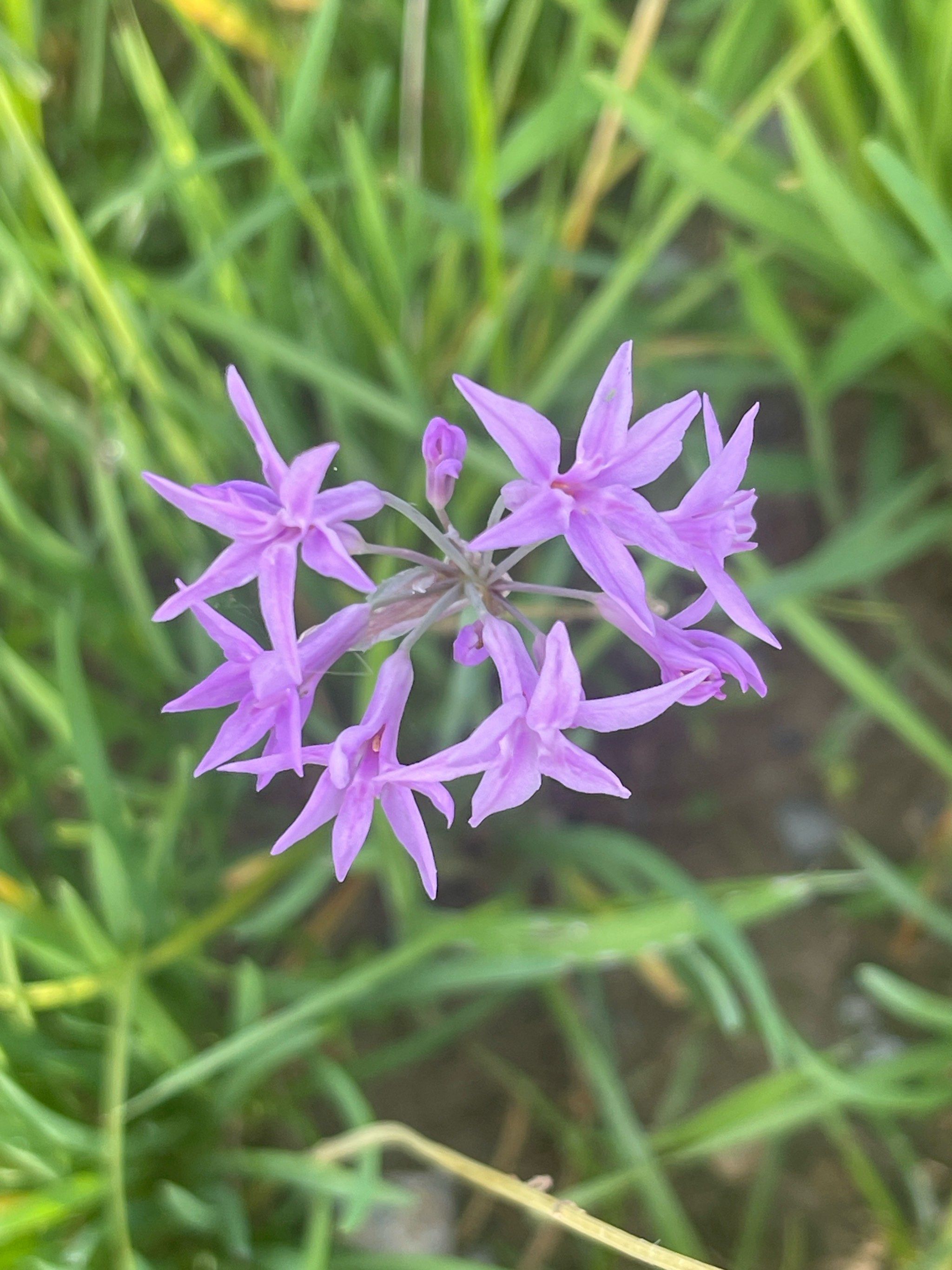花梗从一丛细叶中抽出来,高高向上,上面开出一簇簇紫色小花