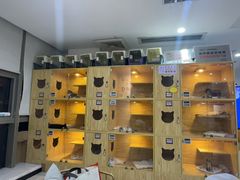 -小猫来了猫舍(福田店)