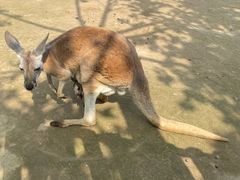 -宿豫区运河湾森林动物园