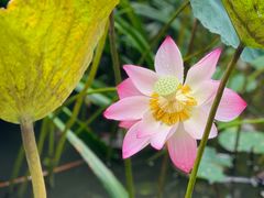 -曼听御花园
