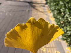 -元大都城垣遗址公园