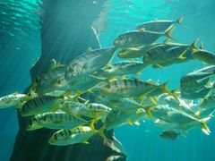 -北戴河圣蓝海洋公园