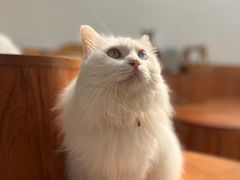 -有猫主题·治愈系猫咖(曾厝垵店)