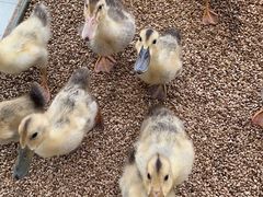 -怪兽屋·羊驼·猫咖·狗咖(俊华广场店)