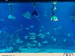 -烟台海昌鲸鲨海洋公园