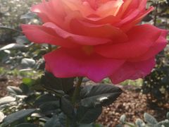 -人民公园(罗湖区)