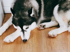 -Husky Go! 哈士奇体验馆·宠物咖啡厅狗咖