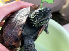 -瑞派·关忠动物医院·异宠专科·犬猫肿瘤·皮肤专科(望京店)