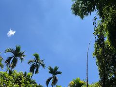 -金盆阿嬷香菇茶叶蛋(玄光店)