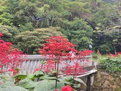 -马峦山郊野公园