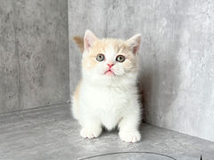 -小猫来了·猫舍(红山六九七九店)
