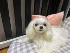 -美联众合动物医院·24h转诊中心