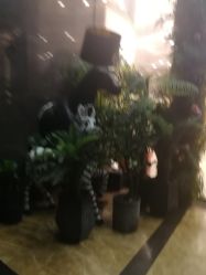 -金夫人婚纱摄影(华南店)