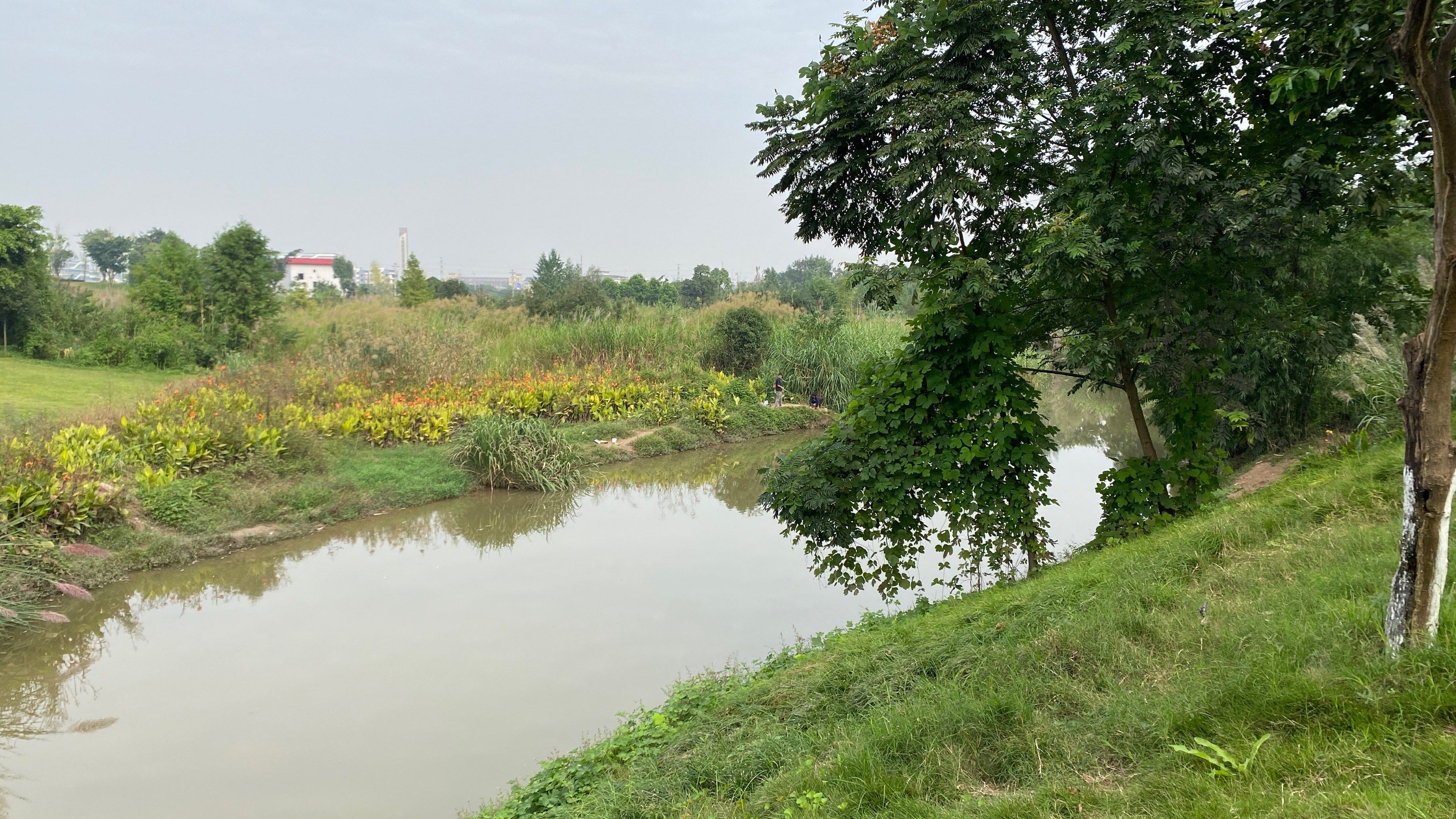 秋游首选|重庆金凤花房子湿地公园