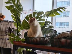 -Cappucimeow猫咪咖啡馆(韦伯时代店)