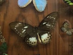 -世界昆虫与自然奇观博物馆