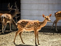 -青藏高原野生动物园