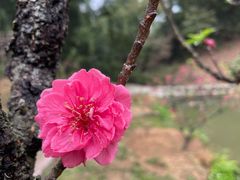 -中山市树木园