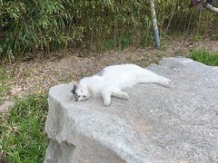 -静之湖度假区