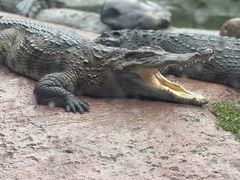 -上海野生动物园