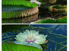 -上海辰山植物园
