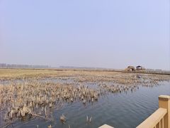 -白洋淀风景区