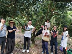 -从化深英荔枝黄皮龙眼采摘园