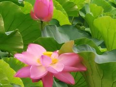 -桂湖森林公园