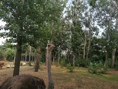 -大连森林动物园