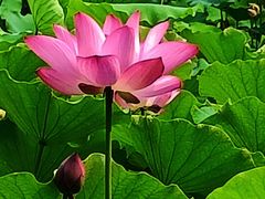 -莲花池公园
