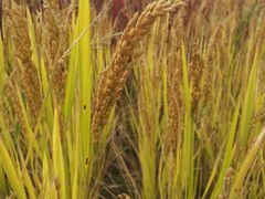 -前小桔亲子创意农场·草莓采摘·露营烧烤