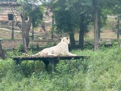 -大连森林动物园