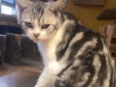 -猫猫幼稚园·撸猫·桌游·电玩