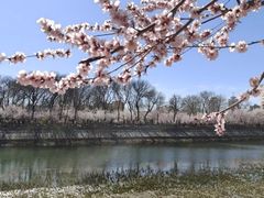 -桃花堤公园