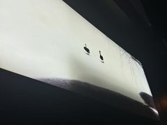 -BLACKSWAN黑天鹅(环球店)