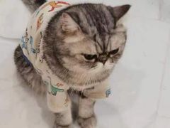 -楼上猫咖(罗湖店)