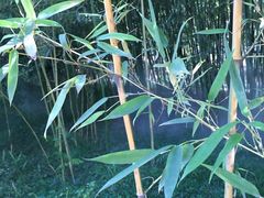 -紫竹院公园冰场