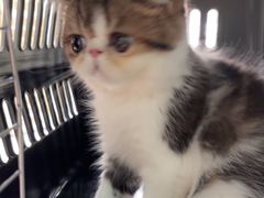 -乐琪宠物医院·犬猫专科·骨外科·急重症