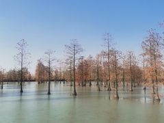 -池杉湖湿地公园