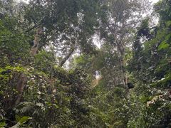 -西双版纳原始森林公园