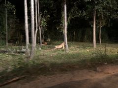 -清迈夜间动物园