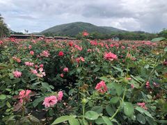 -亚龙湾国际玫瑰谷