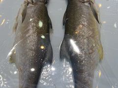 -欢乐海岸美食联盟