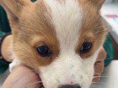 -心仪动物医院·牙专科·肿瘤·心脏科(西客站院)