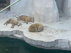 -秦皇岛乐岛海洋王国