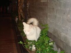 院子里的大猫-楚畹园