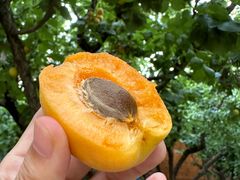 -香木香羊(小汤山店)