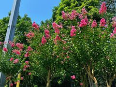 -小罗卤鹅(莲花广场店)