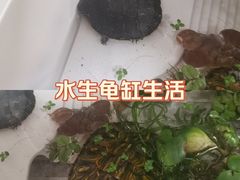 -中环花鸟鱼虫市场