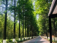 -黄海国家森林公园